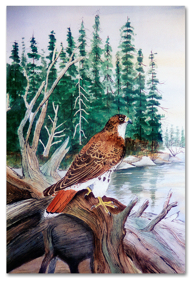 Arie Reinhardt Taylor 'Red Tailed Hawk' Canvas Art, 32x22