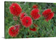 "Bottlebrush" Wrapped Canvas Art Print, 48"x32"x1.5"