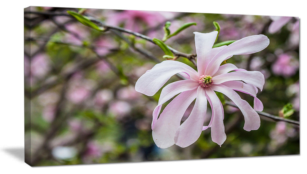 Beautiful Magnolia Flowers, Floral Canvas Art Print, 60"x28"
