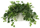 Ivy Plant in a Glass Vase