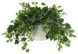 Ivy Plant in a Glass Vase