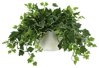 Ivy Plant in a Glass Vase