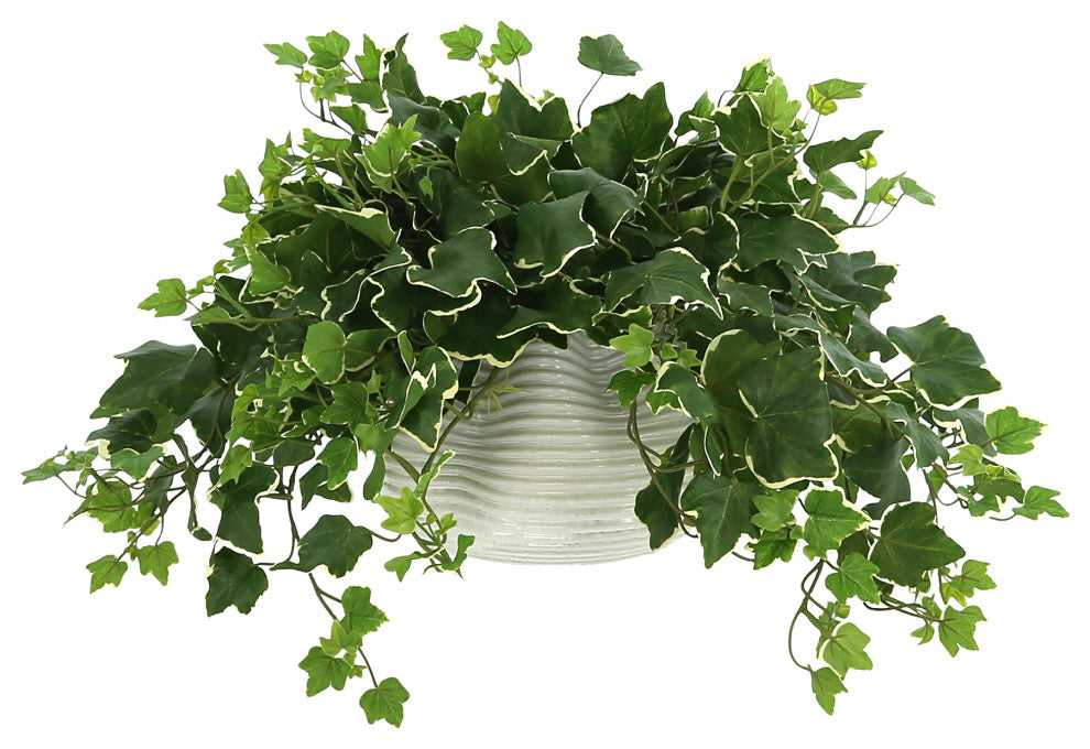 Ivy Plant in a Glass Vase