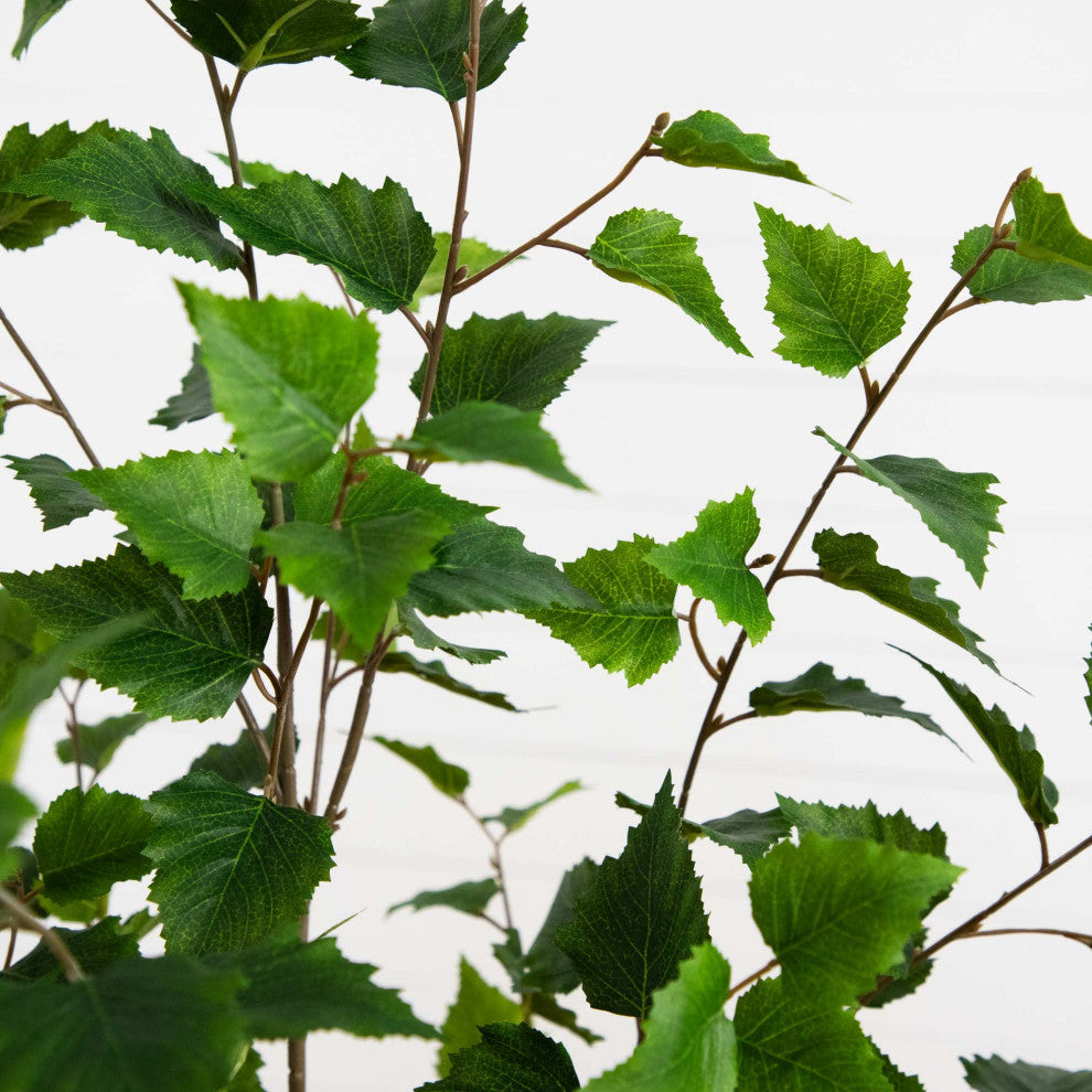 Close-up of leaves on white background