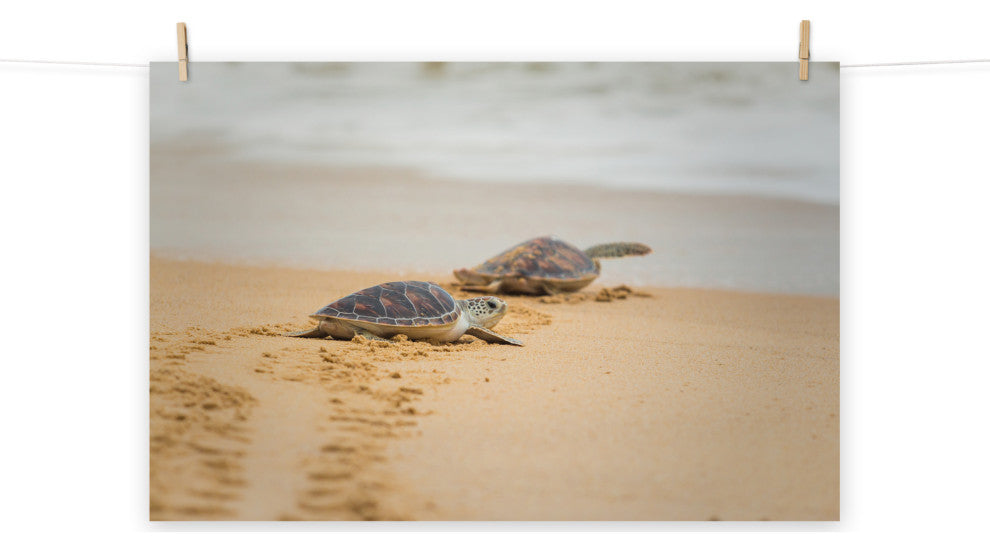 Baby Hawksbill Sea Turtle On The Beach Animal Wildlife Loose Wall Art Print, 12" X 16"
