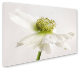 Cora Niele 'White Anemone Flower' Canvas Art