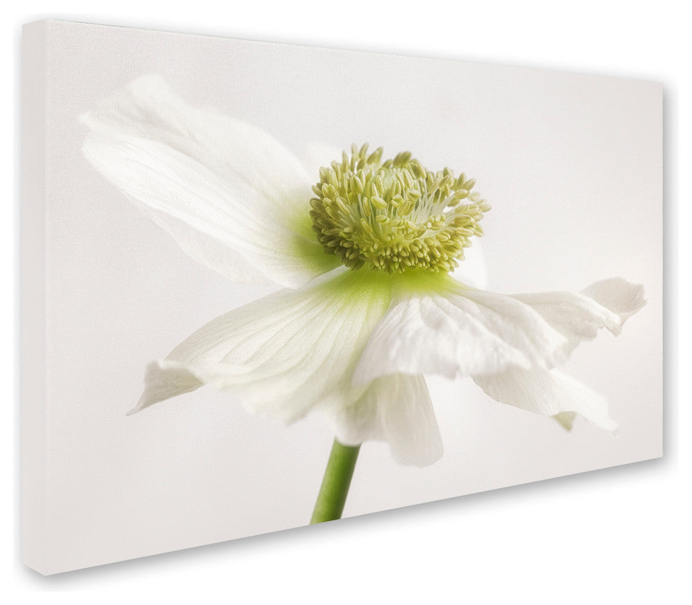 Cora Niele 'White Anemone Flower' Canvas Art