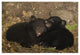 "Black Bear cubs playing in den" Paper Art, 38"x26"