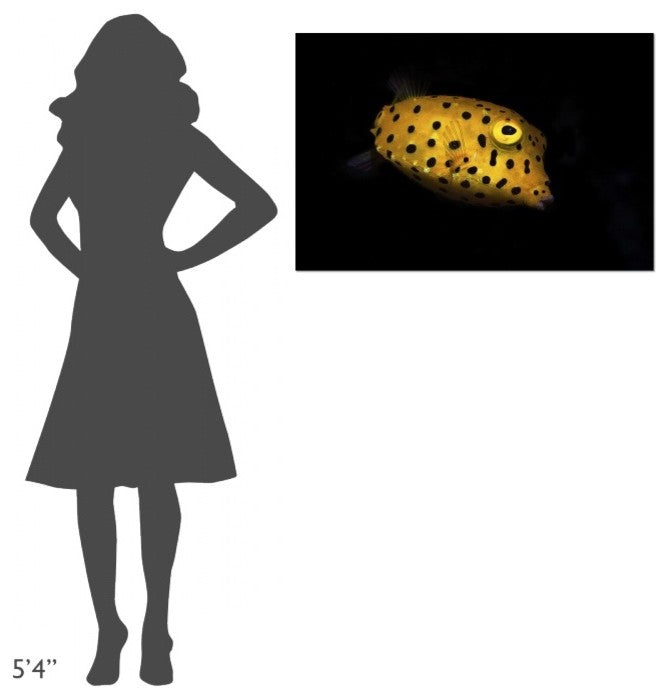 "Yellow Boxfish" Stretched Canvas Giclee by Barathieu Gabriel, 36x24"