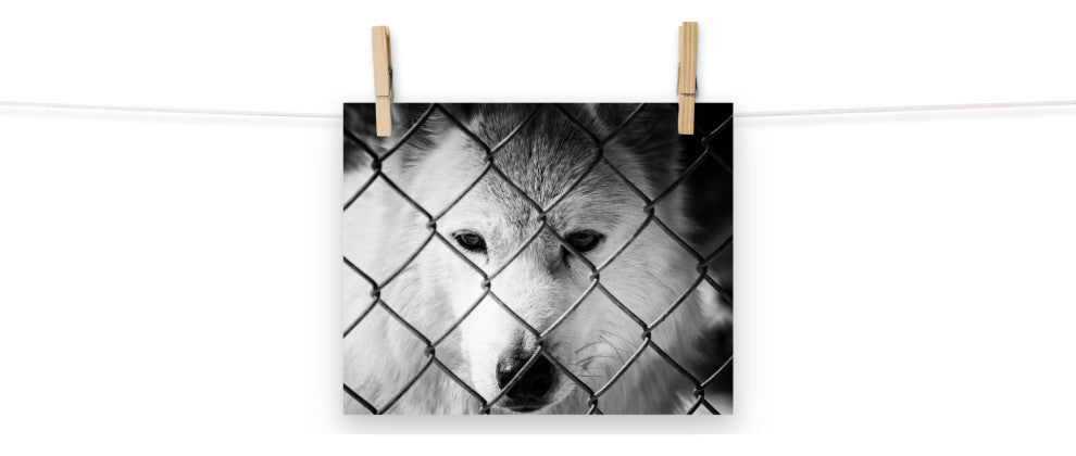 Dreams of Freedom Black & White Wildlife Photo (Wolf) Unframed Wall Art Print, 8" X 10"