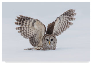 Salman A 'How Do You Like My Wings' Canvas Art, 24"x16"