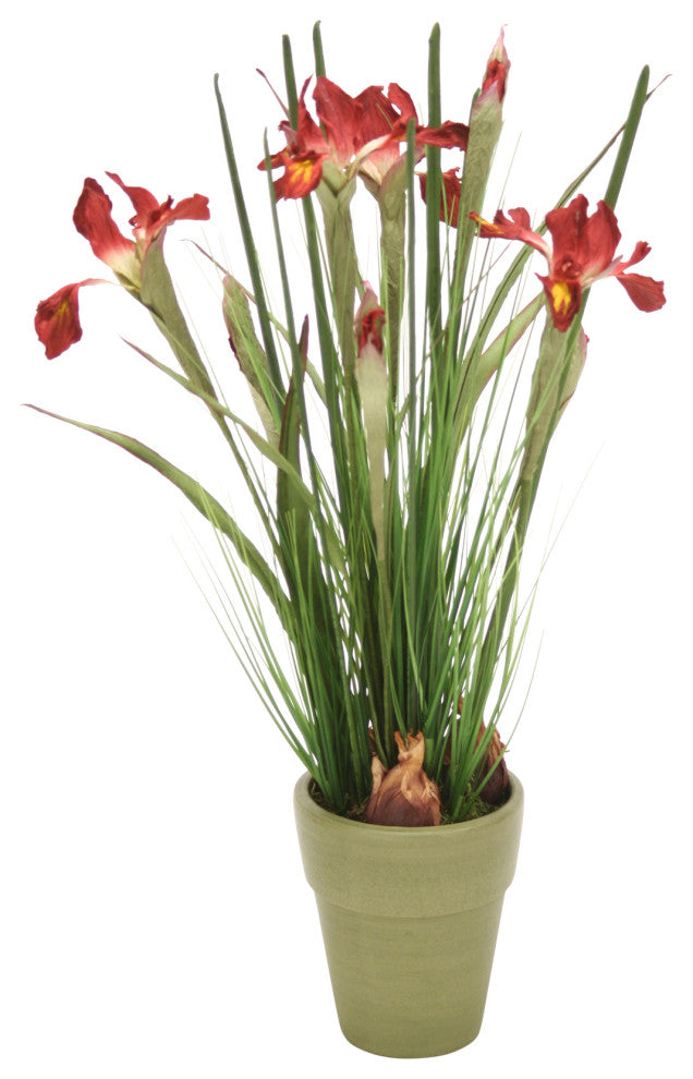 Dutch Iris and Mixed Grasses in Basil Finished French Pot