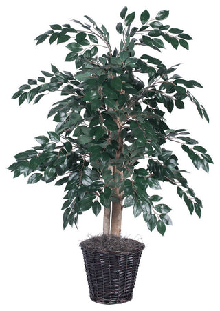 Full plant in pot on white background; entire product visible, front-facing.