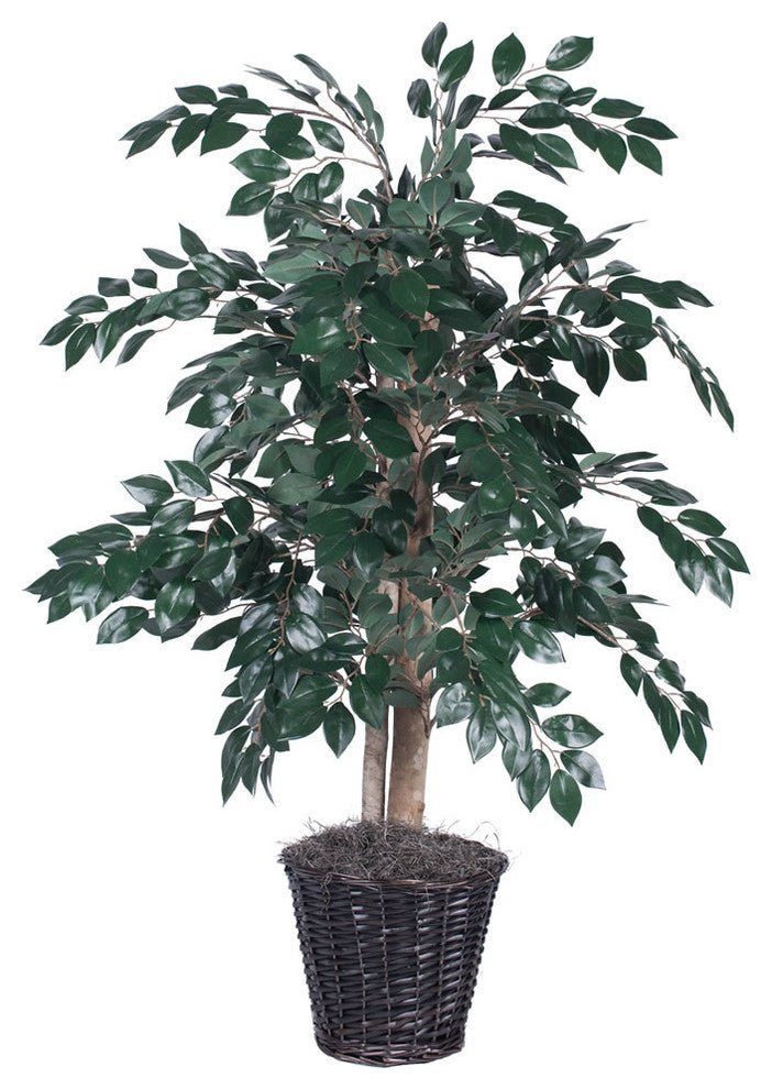 Full plant in pot on white background; entire product visible, front-facing.