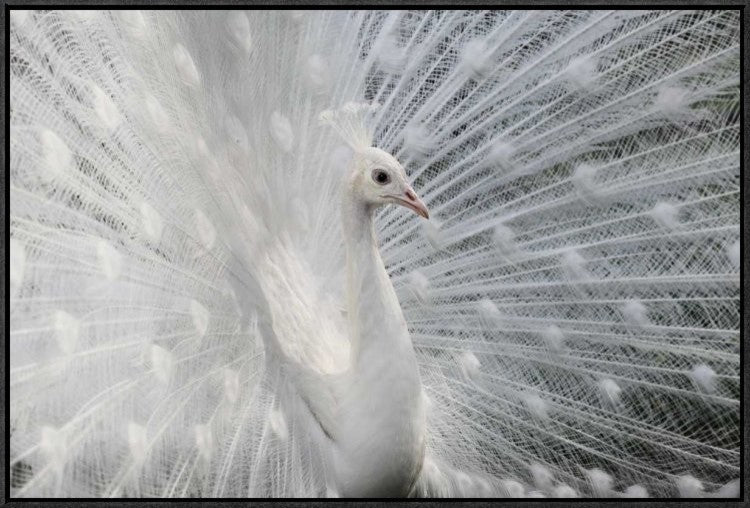 "As White As Snow" Framed Canvas Giclee by Victoria Ivanova, 31x21"