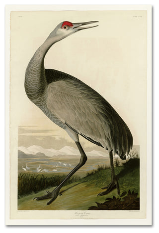 Audubon 'Whooping Craneplate 261' Canvas Art, 24 x 16