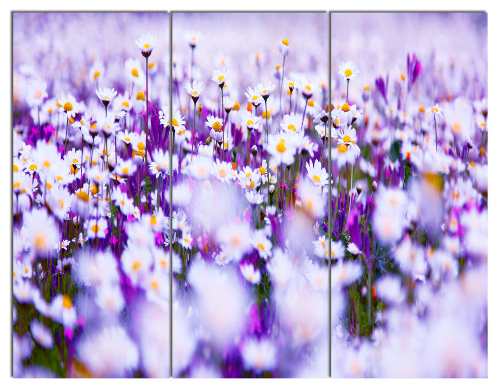 Daisy Field Photography Panorama, Floral Triptych Canvas Print, 36x28, 3 Panels