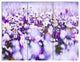 Daisy Field Photography Panorama, Floral Triptych Canvas Print, 36x28, 3 Panels