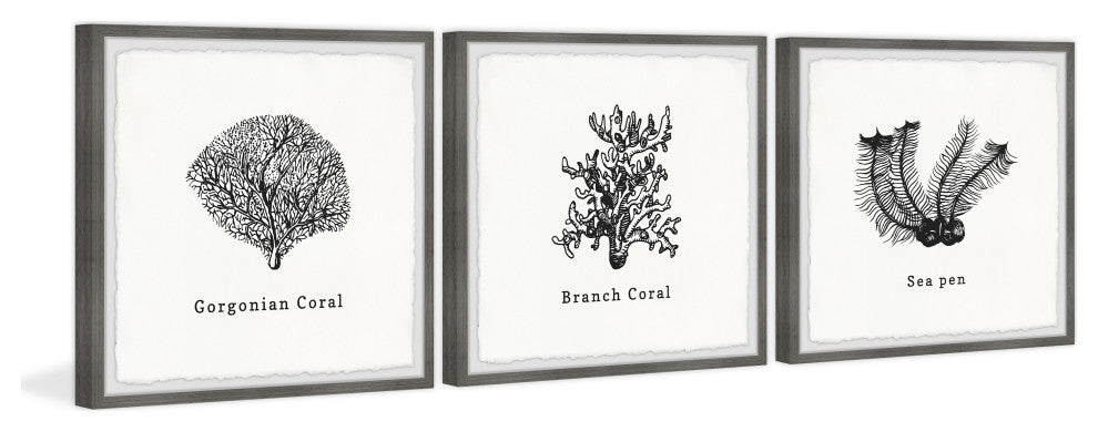 Sea Pen Triptych, 3-Piece Set, 12x12 Panels