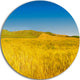 Tuscany Whet Field On Sunny Day, Landscape Disc Metal Wall Art, 11"