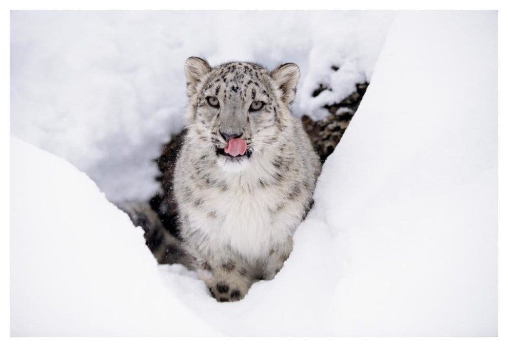 "Snow Leopard adult portrait in snow" Paper Print by Tim Fitzharris, 50"x34"