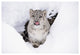 "Snow Leopard adult portrait in snow" Paper Print by Tim Fitzharris, 50"x34"
