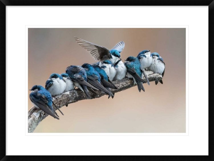 "No Room? No Problem. I Will Make Myself Some Room."  by Cheng Chang, 30x22"