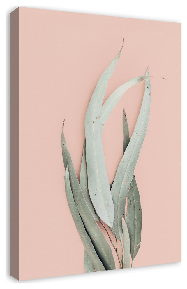 Leaf With Blush 20x30 Canvas Wall Art
