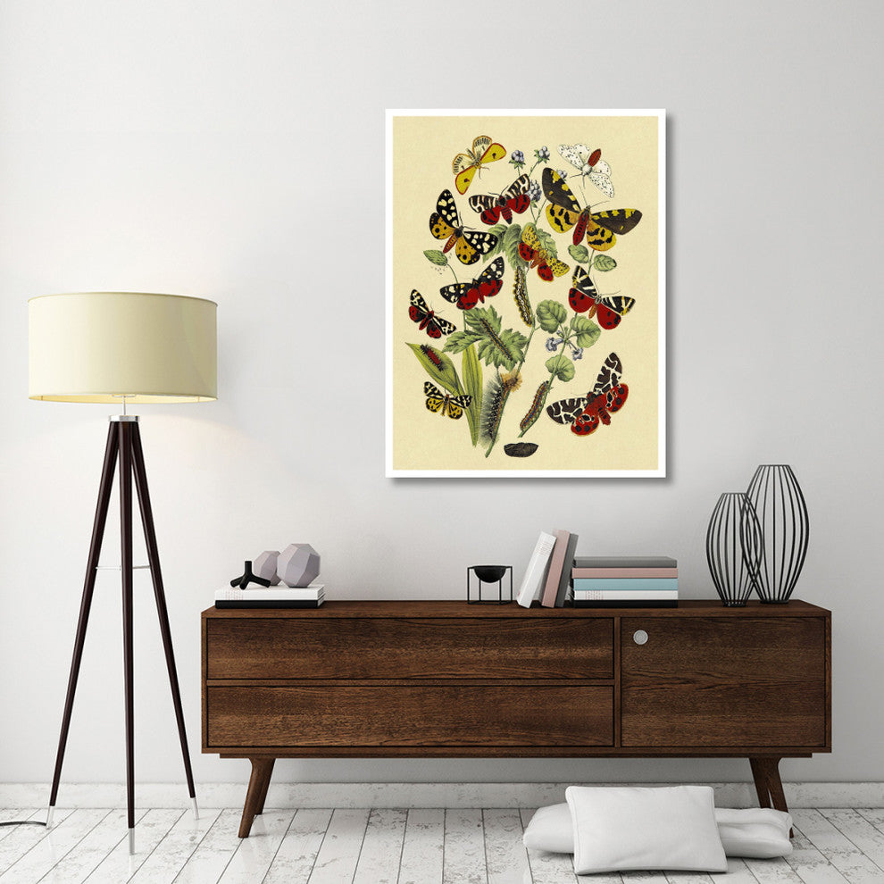 "Moths: N. Plantaginis, A. Purpurea, et al." Paper Print by W. F. Kirby, 38"x50"