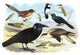 Caracara Eagle, Crow, and Kingfisher - Canvas Poster 20" x 30"