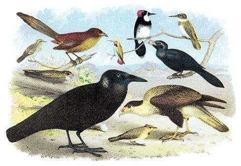 Caracara Eagle, Crow, and Kingfisher - Canvas Poster 20" x 30"