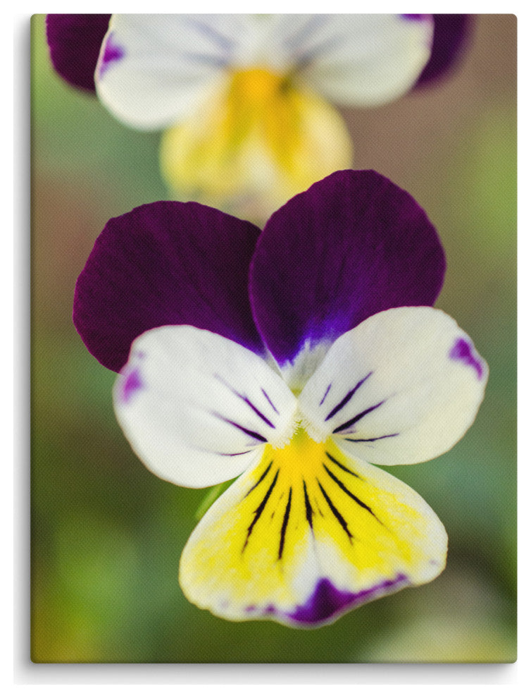 Pretty Little Violets Floral Nature Photography Canvas Wall Art Print, 12" X 16"