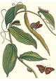 Flat-Leaved Vanila Plant with a Gulf Fritillary- Canvas Poster 20" x 30"