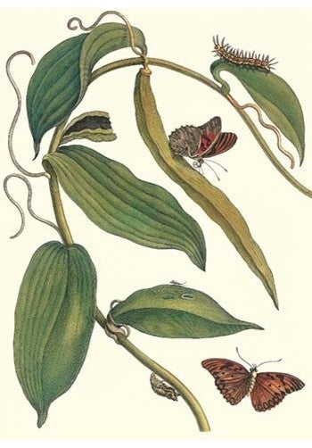 Flat-Leaved Vanila Plant with a Gulf Fritillary- Canvas Poster 20" x 30"