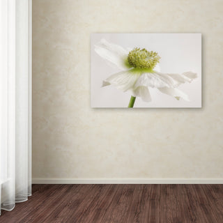 Cora Niele 'White Anemone Flower' Canvas Art