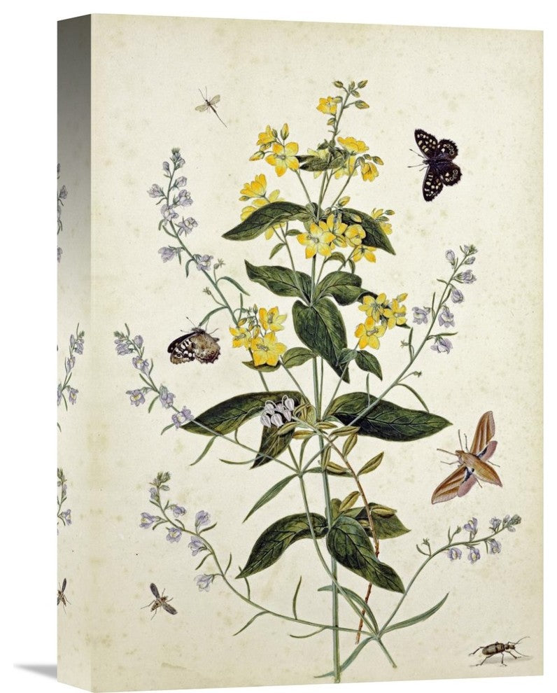 "Yellow Loosestrife and Other Wild Flowers" Artwork, 11" x 16"