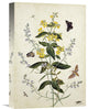 "Yellow Loosestrife and Other Wild Flowers" Artwork, 11" x 16"