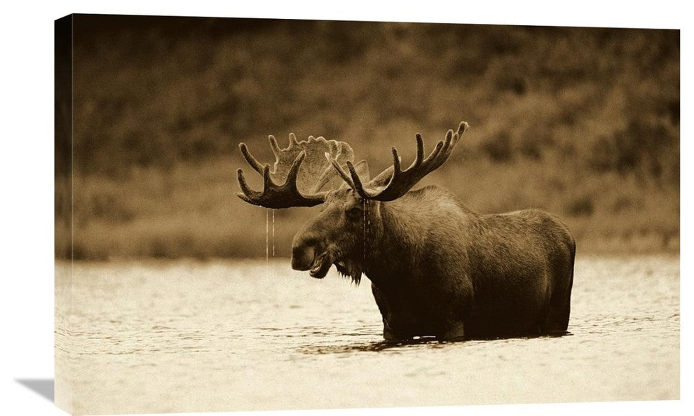 "Moose Male Feeding In Lake, North America - Sepia" Artwork