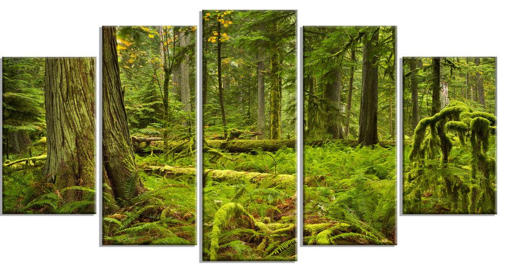 Lush Rainforest in Cathedral Grove, Landscape Canvas Print, 60"x32", 5 Panels