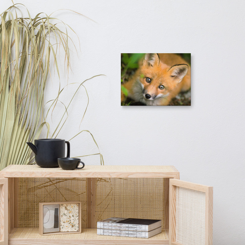 Young Red Fox Face Animal Wildlife Nature Photograph Canvas Wall Art Prints, 12" X 16"
