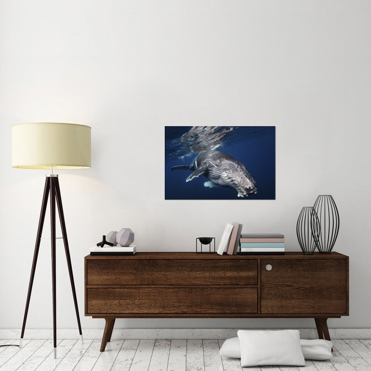 "Humpback Whale" Stretched Canvas Giclee by Barathieu Gabriel, 36x24"