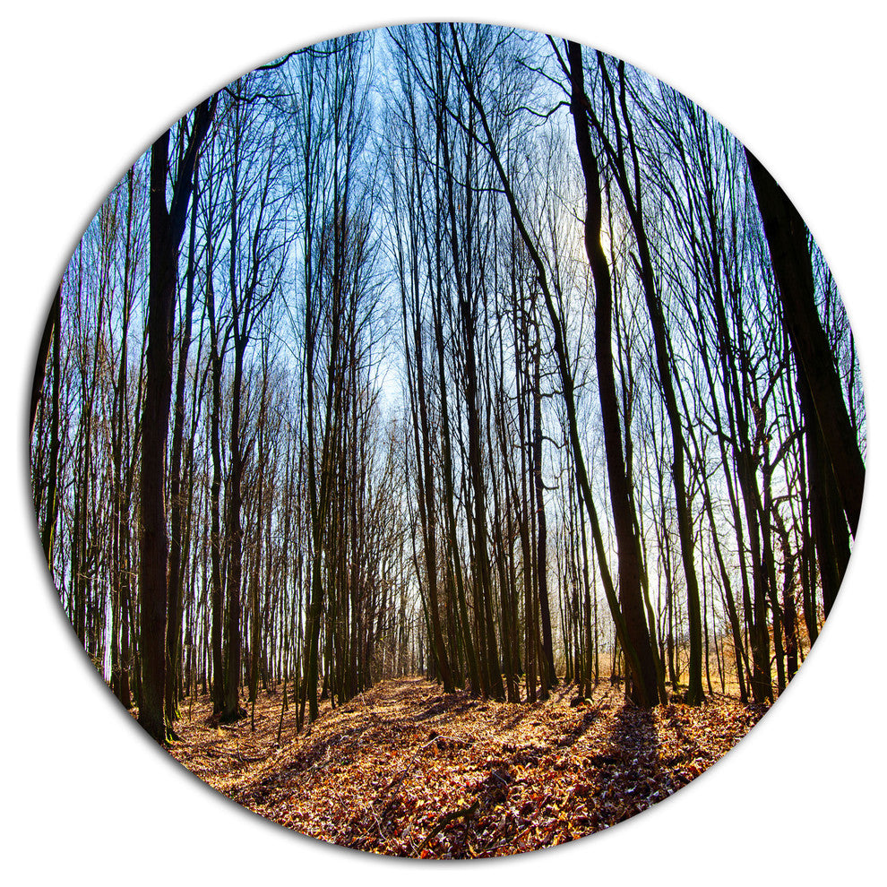 Dark Trees In Forest At Sunrise, Forest Round Wall Art, 36"
