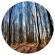 Dark Trees In Forest At Sunrise, Forest Round Wall Art, 36"