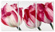 Fresh Pink Tulips Triptych Art