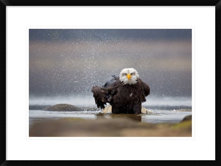 "Bald Eagle" Framed Digital Print by Milan Zygmunt, 30x22"