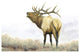 "Majestic Elk" Digital Paper Print by James Wiens, 20"x14"