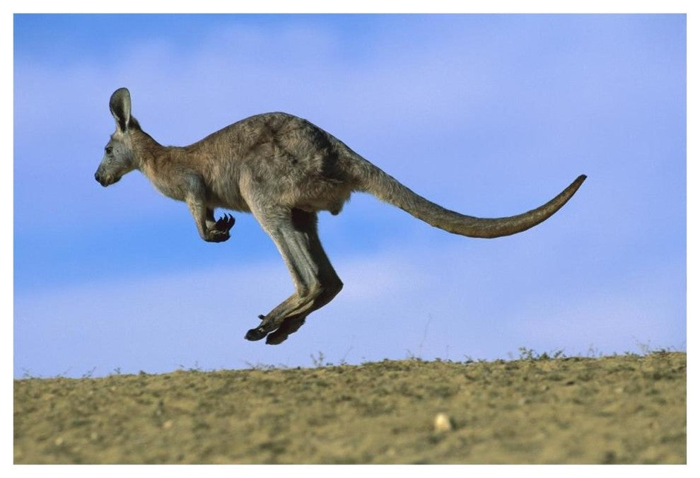 "Wallaroo or Euro Kangaroo hopping, Sturt, New South Wales" Paper Art, 62"x42"