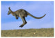 "Wallaroo or Euro Kangaroo hopping, Sturt, New South Wales" Paper Art, 62"x42"