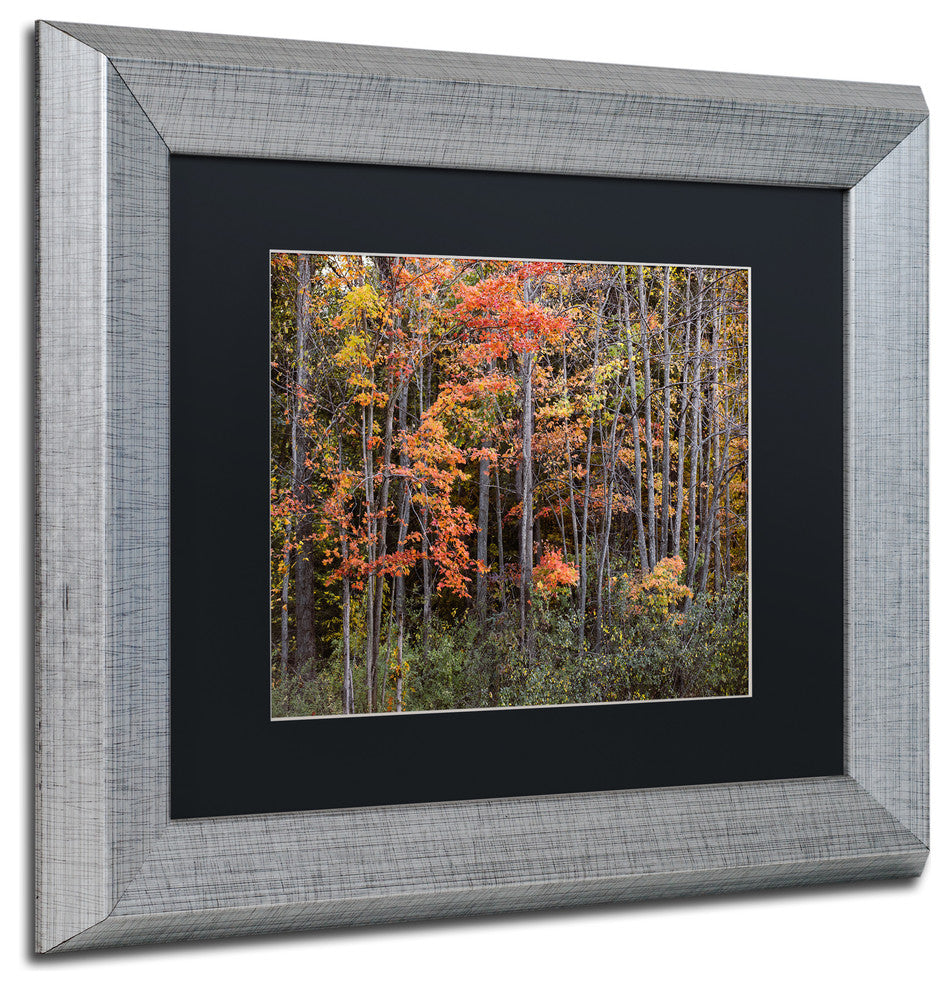 Jason Shaffer ''Autumn Tree Line'', Silver Frame, Black Mat, 14x11