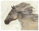 "Into the Wind Ivory" Digital Paper Print by Albena Hristova, 30"x24"